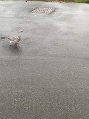 Columba palumbus palumbus