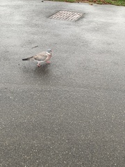 Columba palumbus palumbus