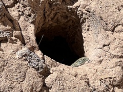 Aspidoscelis neomexicanus