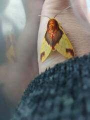 Symphlebia