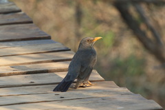 Turdus smithi