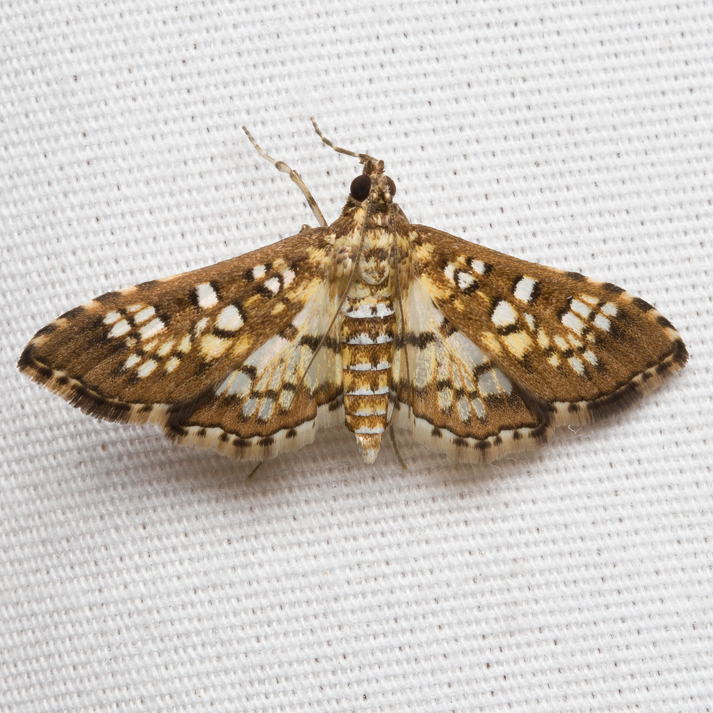 Stained-glass Moth