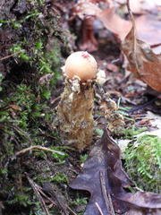 Calostoma lutescens
