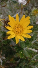 Berkheya coriacea