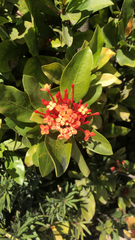Ixora chinensis