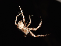 Pararaneus cyrtoscapus