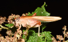 Stictogryllacris