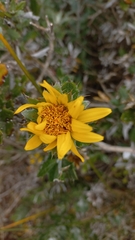Berkheya coriacea