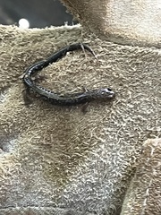 Plethodon cinereus