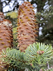 Abies nordmanniana