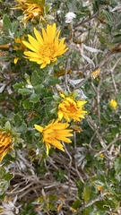Berkheya coriacea