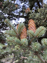 Abies nordmanniana