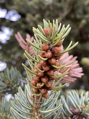 Abies nordmanniana