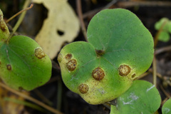 Puccinia asarina