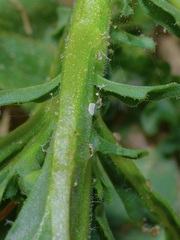 Chamaesaracha edwardsiana