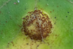 Puccinia asarina