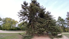 Abies nordmanniana