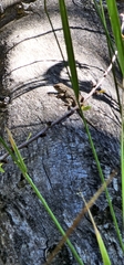 Sceloporus occidentalis