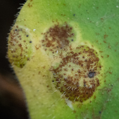 Puccinia asarina