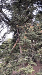 Abies nordmanniana
