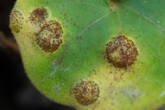 Puccinia asarina