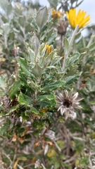 Berkheya coriacea