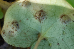 Puccinia asarina