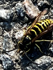Vespula vulgaris