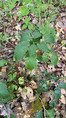 Cryptotaenia canadensis