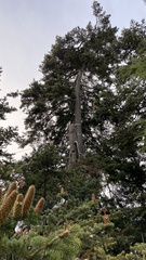 Abies nordmanniana
