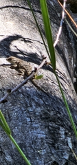 Sceloporus occidentalis