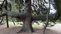 Abies nordmanniana