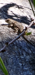 Sceloporus occidentalis