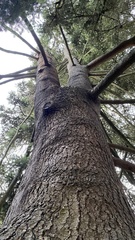 Abies nordmanniana