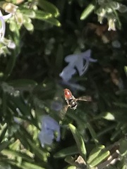 Paragus