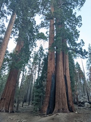 Sequoiadendron giganteum