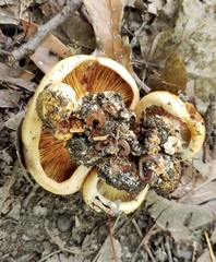 Cortinarius caryae