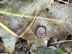 Cylindroiulus caeruleocinctus