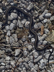 Thamnophis radix