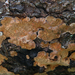 Phellinus chrysoloma - Photo (c) caspar s，保留部份權利CC BY