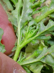 Chamaesaracha edwardsiana