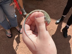 Aspidoscelis neomexicanus