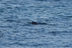 Phoca vitulina vitulina