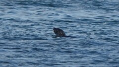 Phoca vitulina vitulina