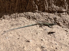 Aspidoscelis neomexicanus