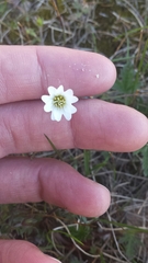 Cerastium alpinum
