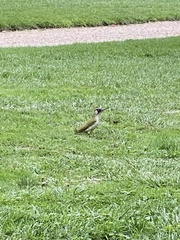 Picus viridis