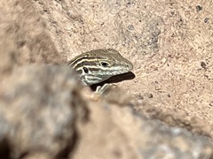 Aspidoscelis neomexicanus