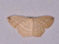 Scopula umbilicata