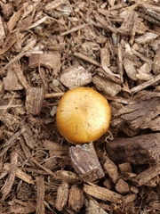 Psilocybe ovoideocystidiata